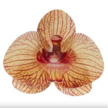 ORQUÍDEA DE OBLEA NARANJA 10 UNIDADES (8,5 X 7,5CM)