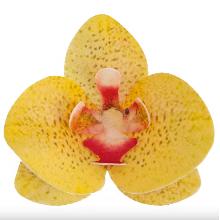 ORQUÍDEA DE OBLEA AMARILLA 10 UNIDADES (8,5 X 7,5CM)